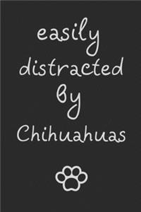 Easily distracted by Chihuahuas