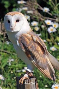 Barn Owl
