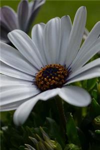 Gerbera Blooming in the Garden Journal