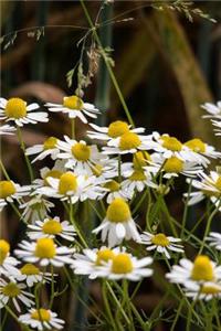 Chamomile Flowers in a Field Journal