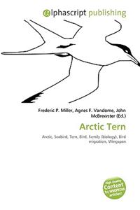 Arctic Tern