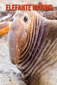 Elefante marino
