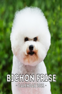 Bichon Frise