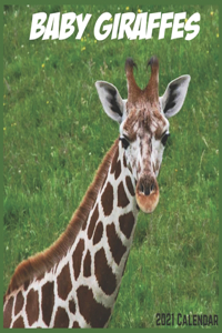 Baby Giraffes Calendar 2021