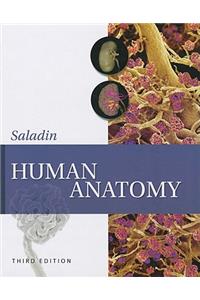 Human Anatomy