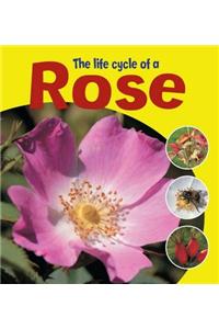 Learning About Life Cycles: The Life Cycle of a Rose