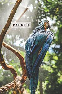 Parrot