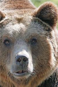 Brown Bear Animal Journal