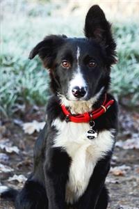 Adorable Black and White Border Collie Dog Journal