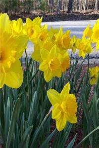 Floral Journal Spring Summer Flowers Daffodils