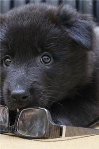 Adorable Little Belgian Shepherd Puppy Dog Groenendael Journal