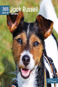 JACK RUSSELL TERRIERS 365 DAYS W 2019
