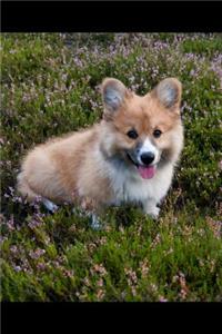 Corgi Notebook