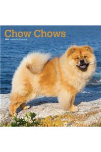 Chow Chows 2020 Square Wall Calendar