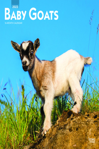 Baby Goats 2023 Square