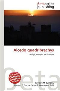 Alcedo Quadribrachys