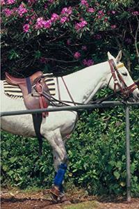 Horse Photo School Composition Book Equine Polo Pony Awaiting Chukker