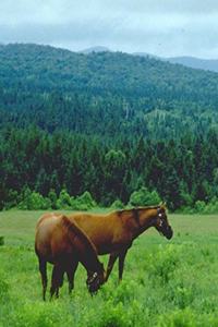 Horse Photo School Composition Book Equine Grazing Horses with Mountain Backdrop