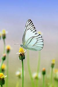 White Butterfly