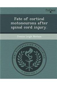 Fate of Cortical Motoneurons After Spinal Cord Injury