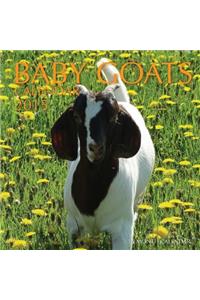Baby Goats Calendar 2015