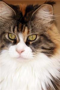 Beautiful Maine Coon Cat Portrait Journal: 150 Page Lined Notebook/Diary