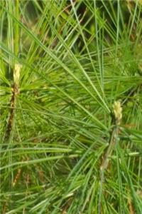 Journal Spring Pine Needles Evergreen