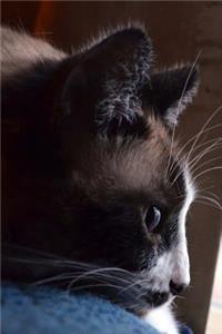 Pretty Siamese Mix Cat in Profile Pet Journal