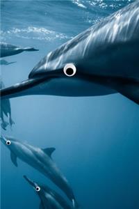 Googly Eye Dolphin Journal