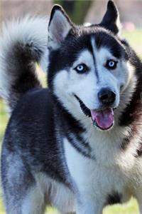 Handsome Husky Dog Lined Journal