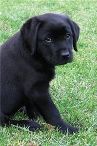 Black Lab Puppy Planner