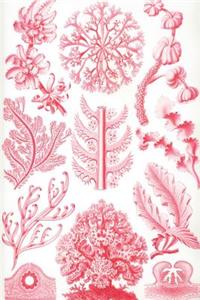 Haeckel Scientific Biological Art Notebook