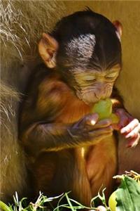 Super Cute Barbary Macaque Sitting Down Journal