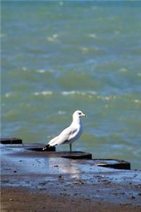 Seagull's Perch - Blank Notebook