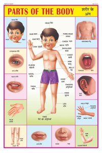 Body Parts Chart For Kids | 70X100 Cm (Extra Large Size To Attract Kids) | Non-Tearable And Waterproof | Perfect For Homeschooling, Kindergarten And Nursery Students