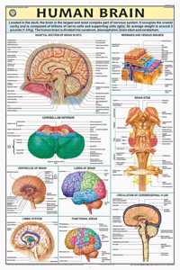 Teachingnest | Human Brain Chart 70X100 Cm | English | Human Physiology Chart | Synthetic | Wall Sticking