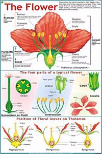 The Flower Chart ( Parts Of Flower )