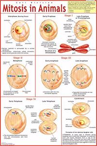 Mitosis In Animals Chart
