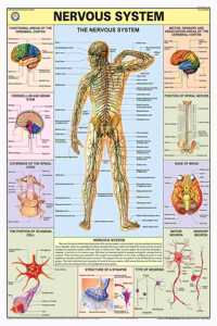 Teachingnest | Nervous System Chart 70X100 Cm | English | Human Physiology Chart | Synthetic | Wall Sticking