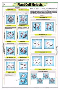 Teachingnest | Plant Cell Meiosis Chart (58X90Cm) | Botany Chart | English | Wall Hanging