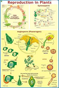 Reproduction In Plants