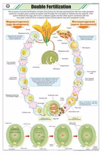 Teachingnest | Double Fertilization Chart (58X90Cm) | Botany Chart | English | Wall Hanging