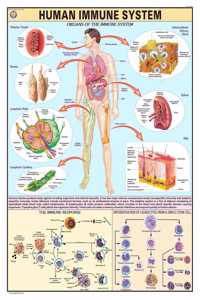 Teachingnest | Human Immune System Chart 70X100 Cm | English | Human Physiology Chart | Synthetic | Wall Sticking
