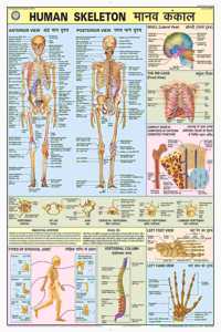 Teachingnest | Human Skeleton Chart 70X100 Cm | English & Hindi Combined | Human Physiology Chart | Laminated | Wall Sticking