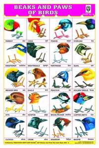 Beaks & Paws Of Birds Chart