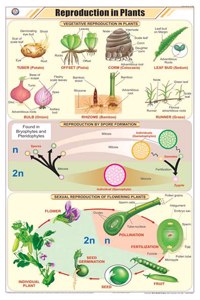 Teachingnest | Reproduction In Plants Chart (58X90Cm) | Botany Chart | English | Wall Hanging