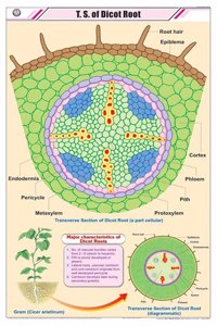 Teachingnest | T.S. Of Dicot Root Chart (58X90Cm) | Botany Chart | English | Wall Hanging