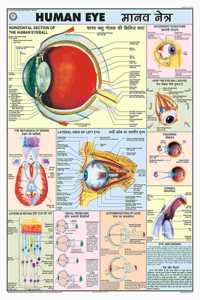 Teachingnest | Eye Chart 70X100 Cm | English & Hindi Combined | Human Physiology Chart | Laminated | Wall Sticking