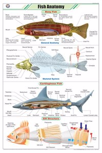 Teachingnest | Fish Anatomy Chart (58X90Cm) | Zoology Chart | English | Wall Hanging