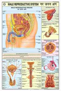 Teachingnest | Reproductive System (Male) Chart 70X100 Cm | English & Hindi Combined | Human Physiology Chart | Laminated | Wall Sticking